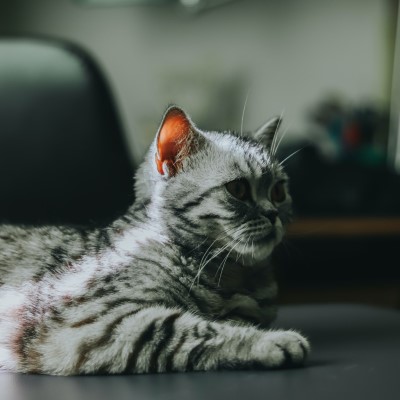 Imagem de um gato American Shorthair