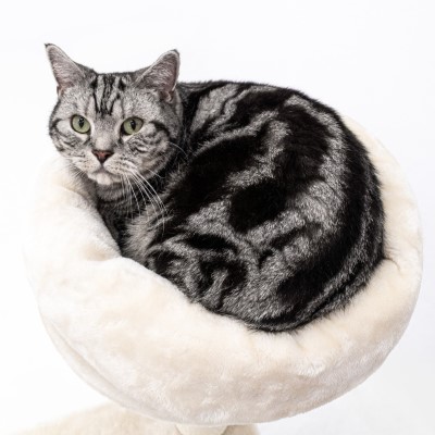 Imagem de um gato American Shorthair