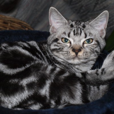 Imagem de um gato American Shorthair