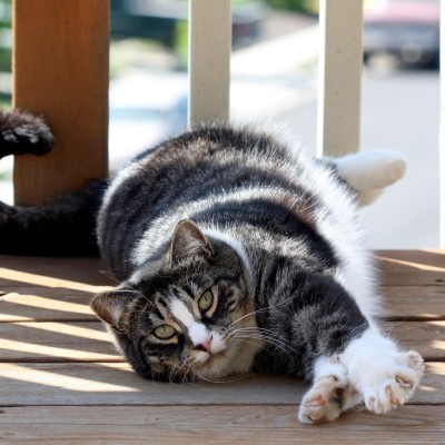 Imagem de um gato American Shorthair