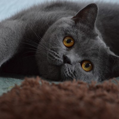 Imagem de um gato British Shorthair