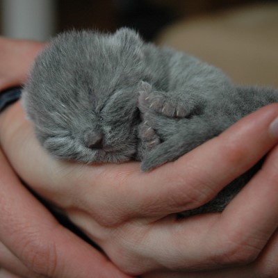 Imagem de um gato British Shorthair