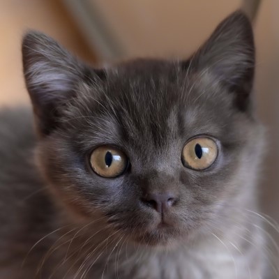 Imagem de um gato British Shorthair