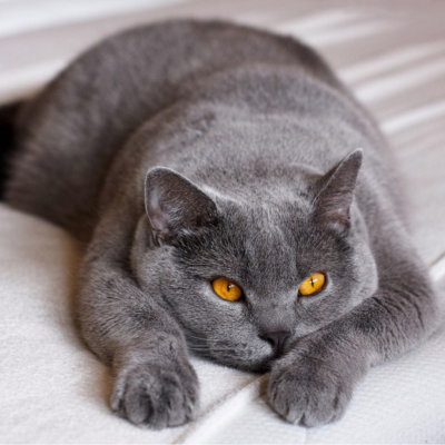 Imagem de um gato British Shorthair