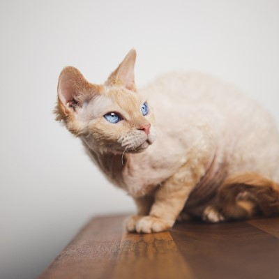 Imagem de um gato Devon Rex