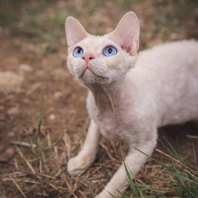 Imagem de um gato Devon Rex