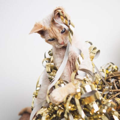 Imagem de um gato Devon Rex