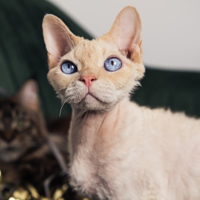 Imagem de um gato Devon Rex