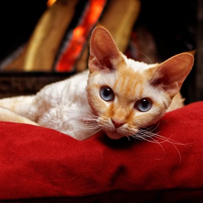 Imagem de um gato Devon Rex