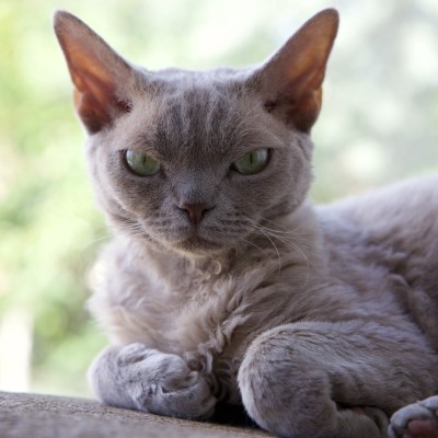 Imagem de um gato Devon Rex