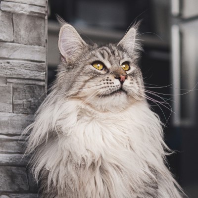 Imagem de um gato Maine Coon