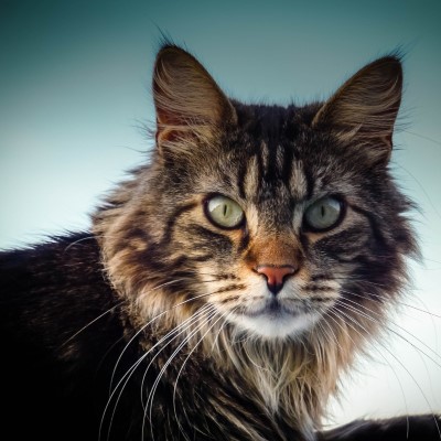 Imagem de um gato Maine Coon