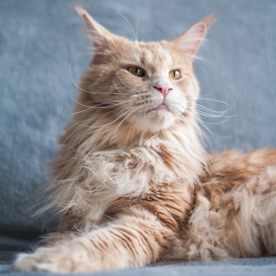 Imagem de um gato Maine Coon