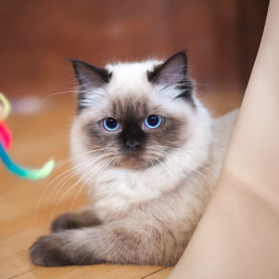 Imagem de um gato Ragdoll