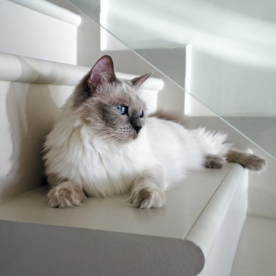 Imagem de um gato Ragdoll