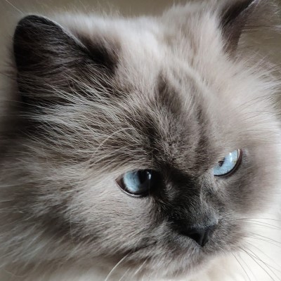 Imagem de um gato Ragdoll