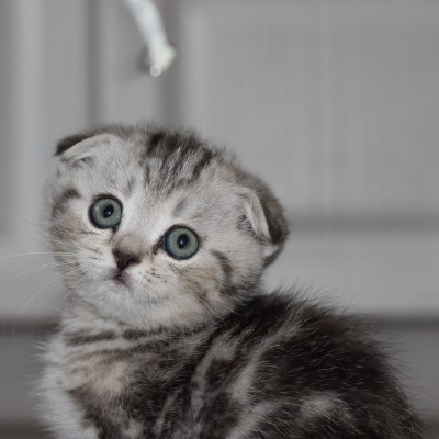 Imagem de um gato Scottish Fold