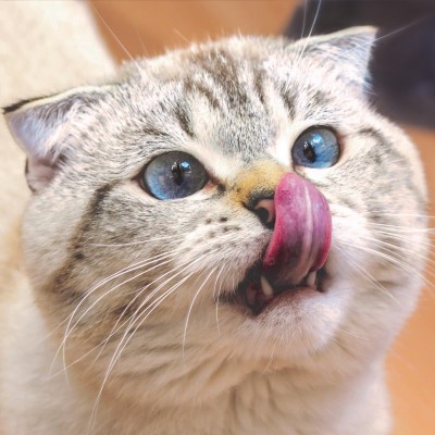 Imagem de um gato Scottish Fold