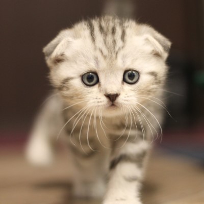 Imagem de um gato Scottish Fold