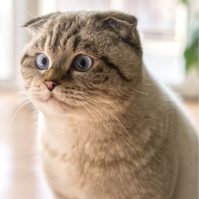 Imagem de um gato Scottish Fold