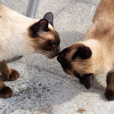 Imagem de um gato Siamês