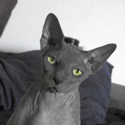 Imagem de um gato Sphynx