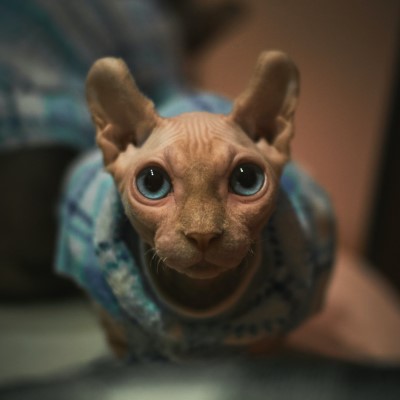 Imagem de um gato Sphynx