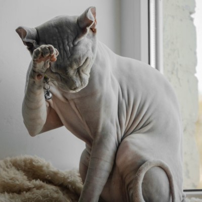 Imagem de um gato Sphynx