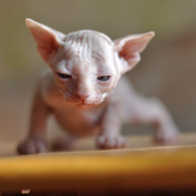 Imagem de um gato Sphynx