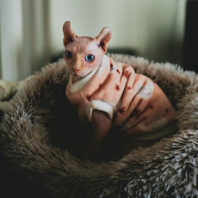 Imagem de um gato Sphynx