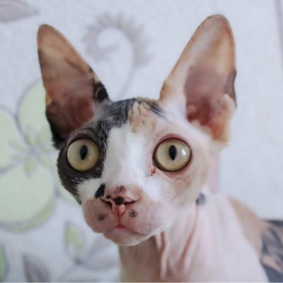 Imagem de um gato Sphynx