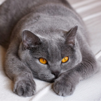 Imagem de um gato British Shorthair