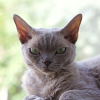 Imagem de um gato Devon Rex