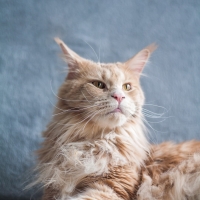 Imagem de um gato Maine Coon