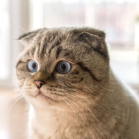 Imagem de um gato Scottish Fold