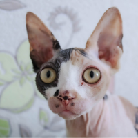 Imagem de um gato Sphynx